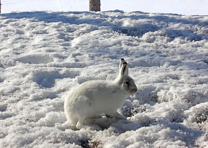 Ounasloma Enontekiö
