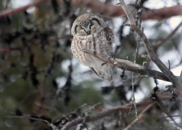 Ounasloma * Enontekiö